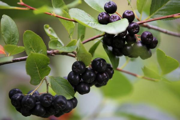 Aronya (Aronia melanocarpa)Tarımı