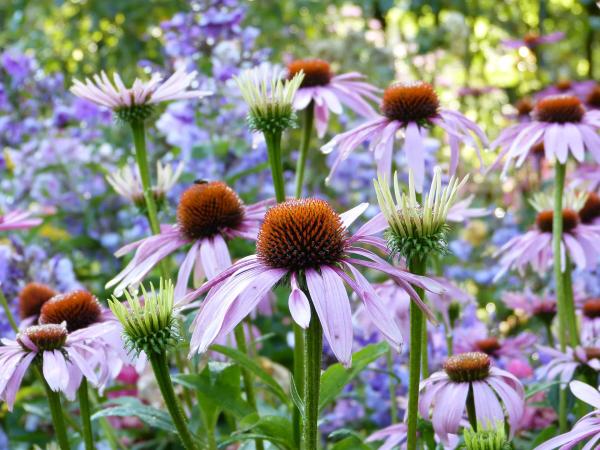 Ekinezya (Echinacea purpurea L.) Tarımı