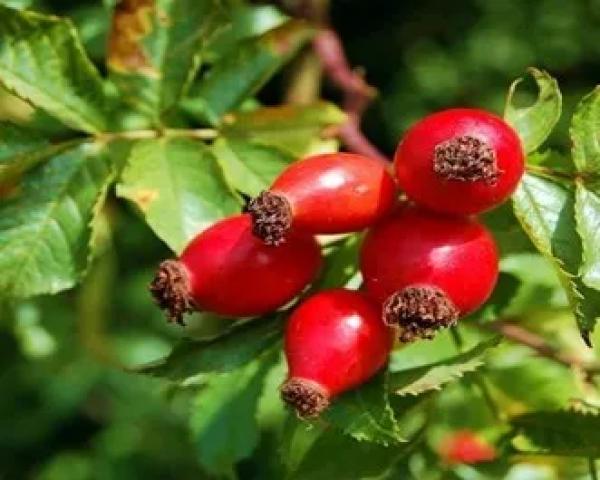Kuşburnu Botanik Özellikleri ve Tarımı
