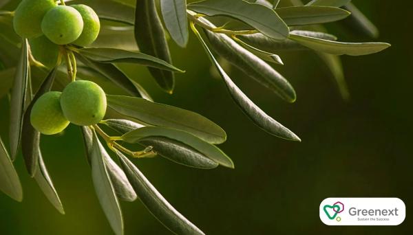Zeytin Yaprağı: İçeriği, Faydaları ve Kullanım Alanları