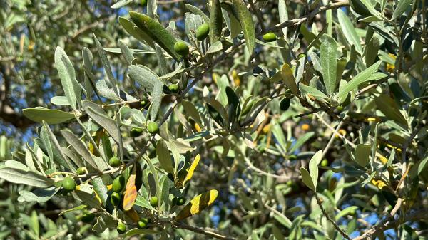 Zeytin Yaprağının Botanik Özellikleri ve Faydaları
